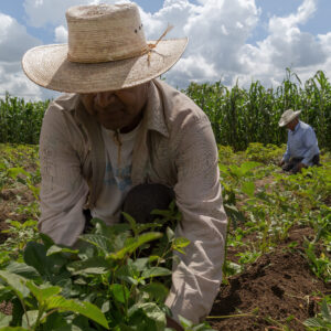Seguro Agropecuario